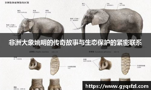 非洲大象姚明的传奇故事与生态保护的紧密联系